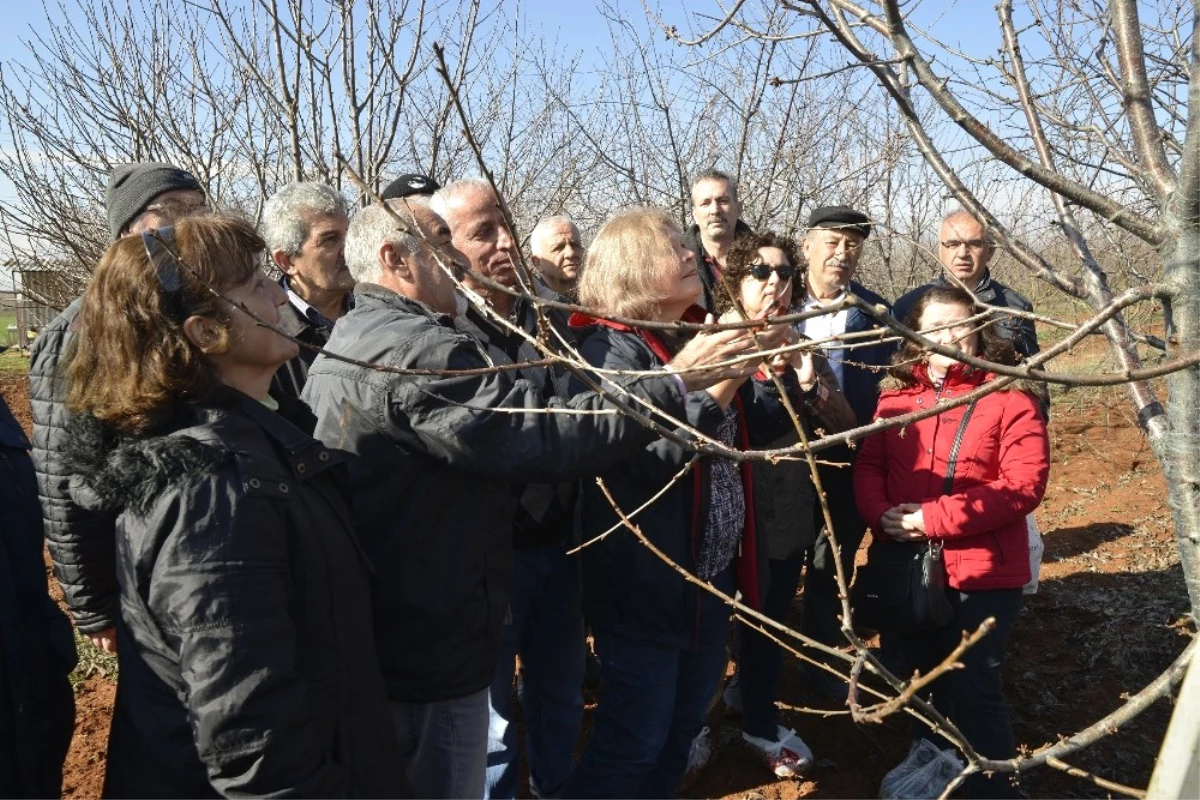 Önce Öğrendiler Sonra Budadılar