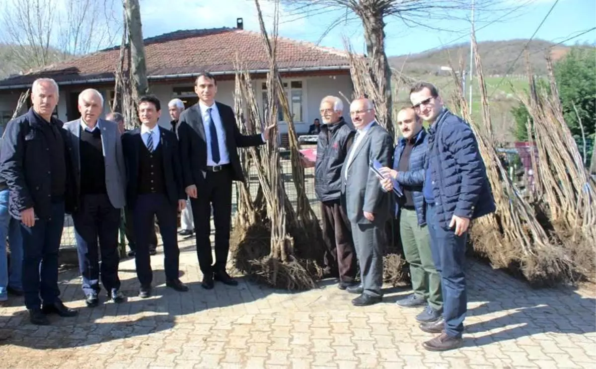 Örencik\'te Ceviz Fidanı Dağıtıldı