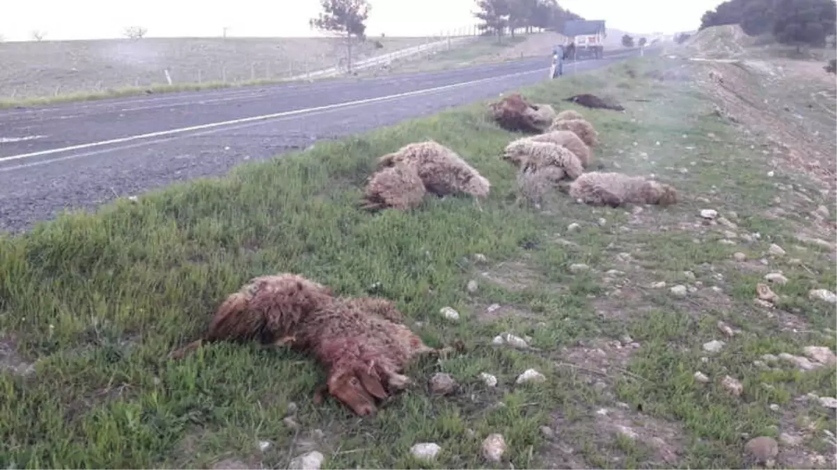 Otomobil Koyunları Ezdi