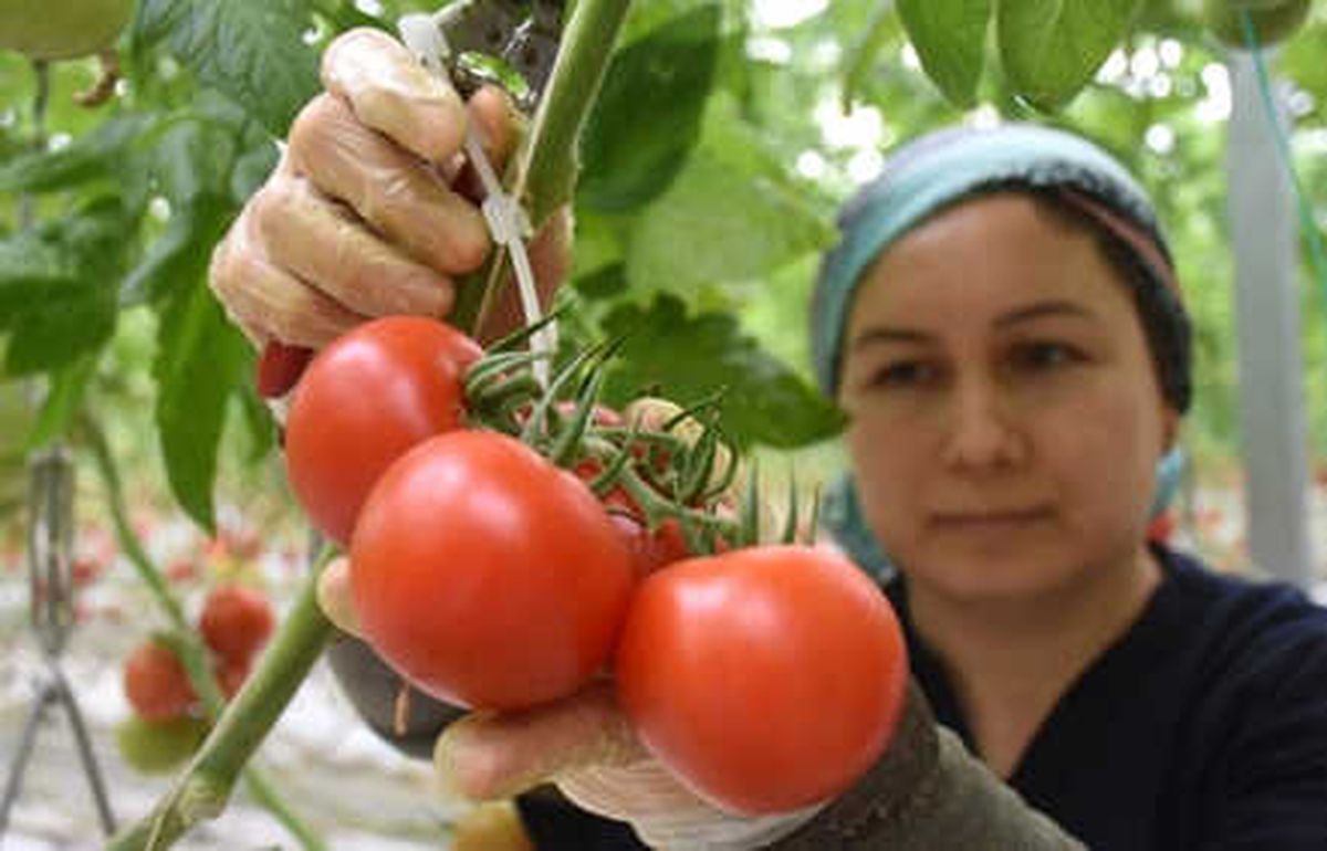 Topraksız Seradan Rusya\'ya Domates İhracatı