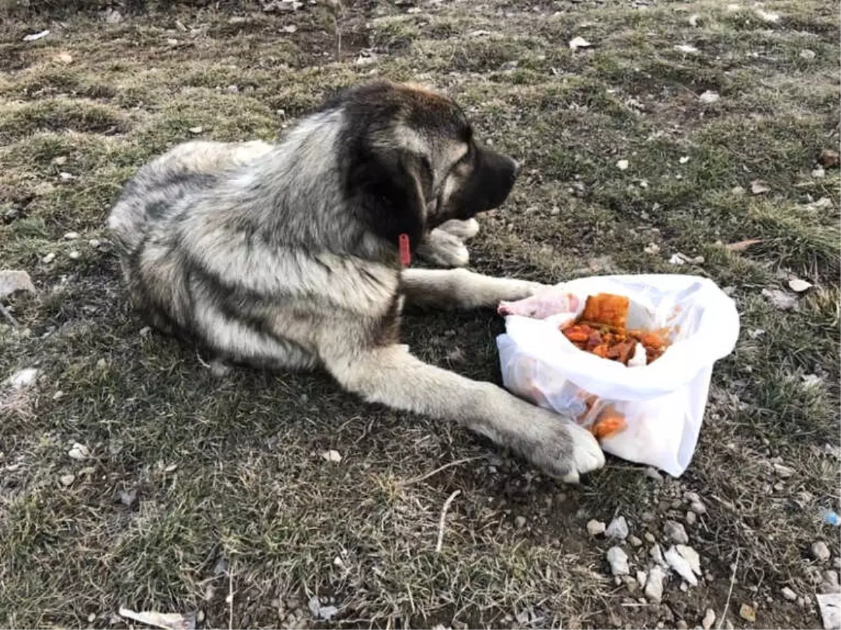 Yaralı Köpeğe Çaldıran Belediyesi Ekipleri Sahip Çıktı