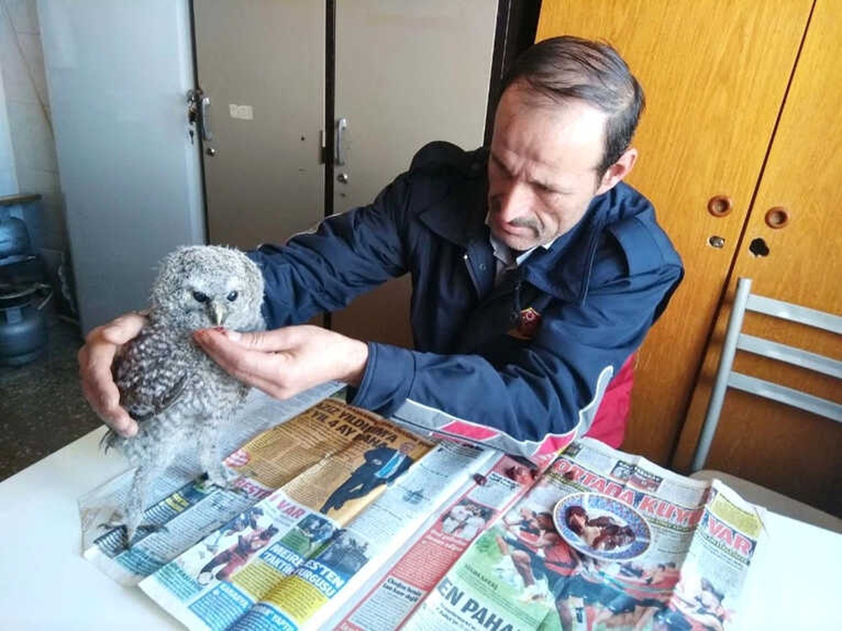 Yavru Baykuşa İtfaiyeciler Sahip Çıktı