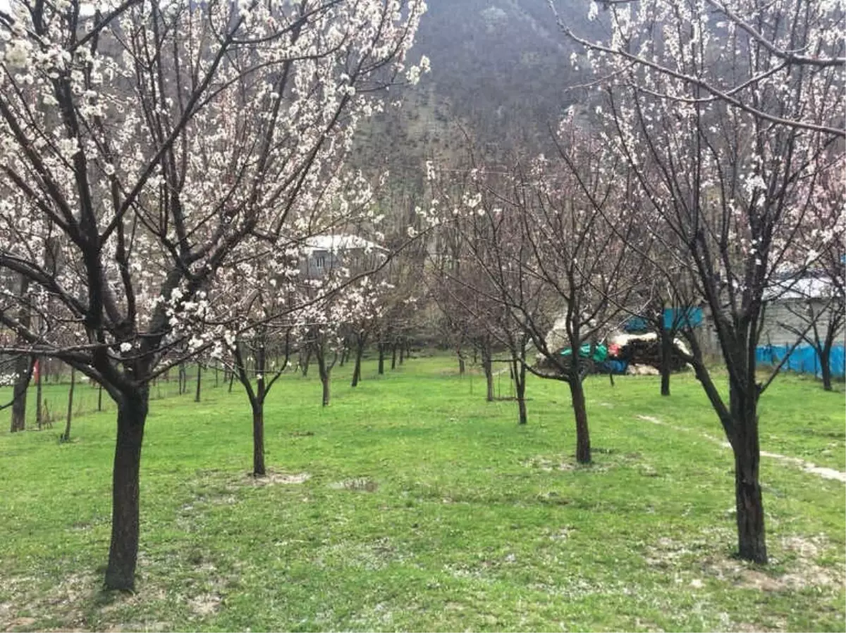 Beytüşşebap\'ta Dolu Yağışı Çiçek Açan Ağaçları Vurdu