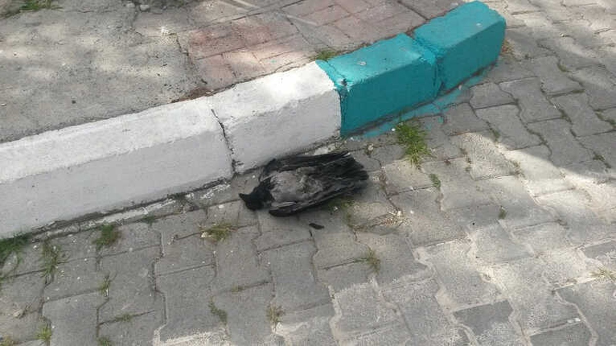 Elektrik Akımına Kapılan Karga, Mahalleyi Elektriksiz Bıraktı