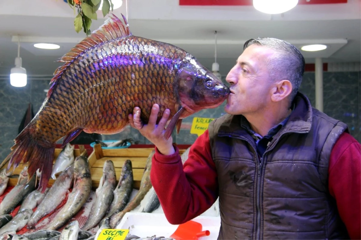 10,5 Kiloluk Sazan ve 65 Kiloluk Yayın Balığı Görenleri Şaşırttı