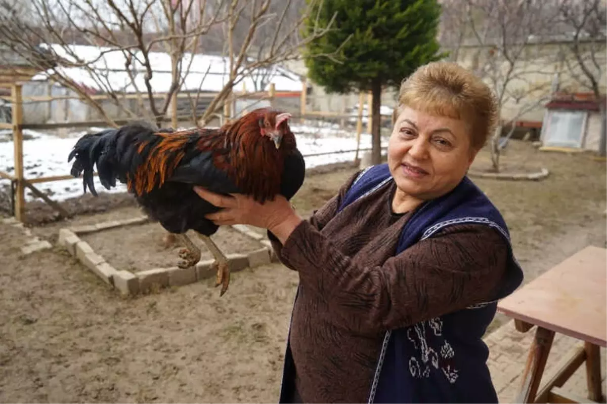 Bahçesinde Beslediği Tavuk Horoza Dönüştü