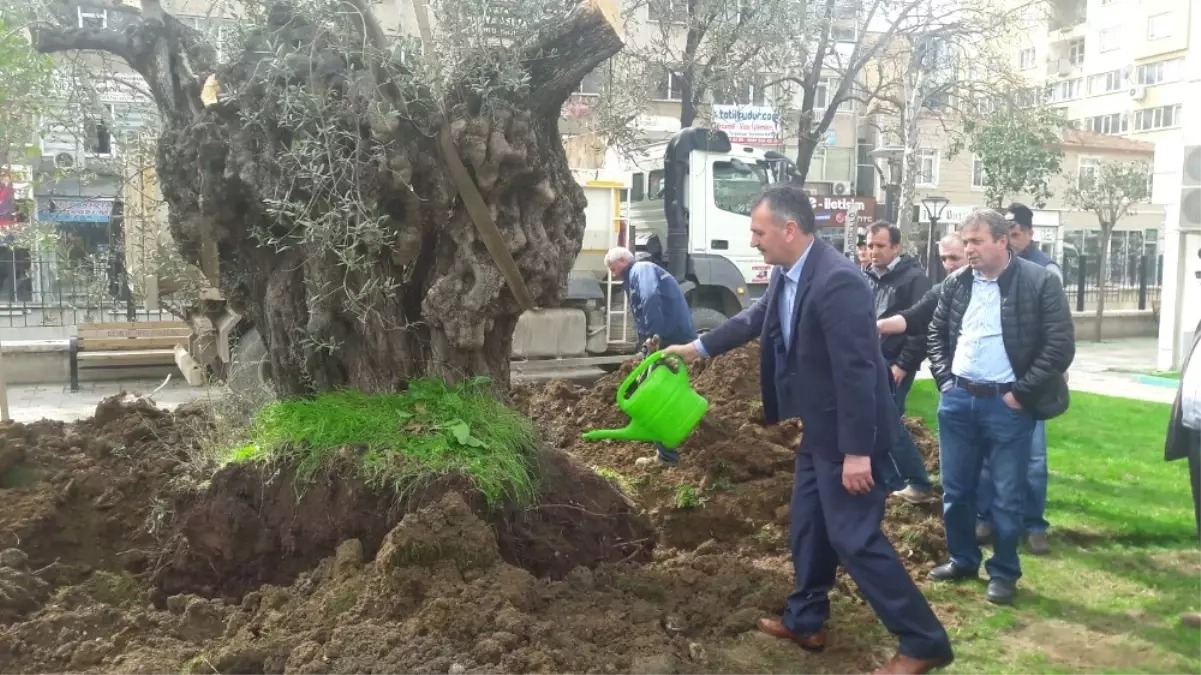 Tarihi Zeytin Ağaçları Gemlik Merkezinde