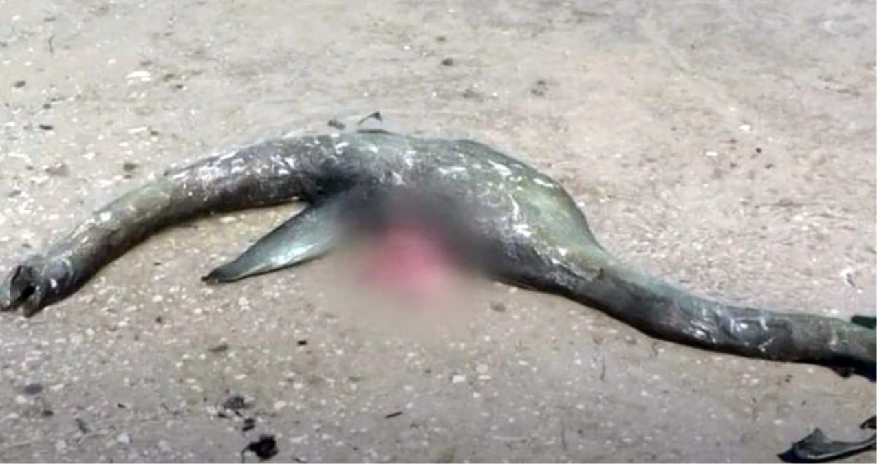 ABD\'de Sahile Vuran Yaratık, "Yeni Loch Ness Canavarı mı?" Sorusunu Akıllara Getirdi