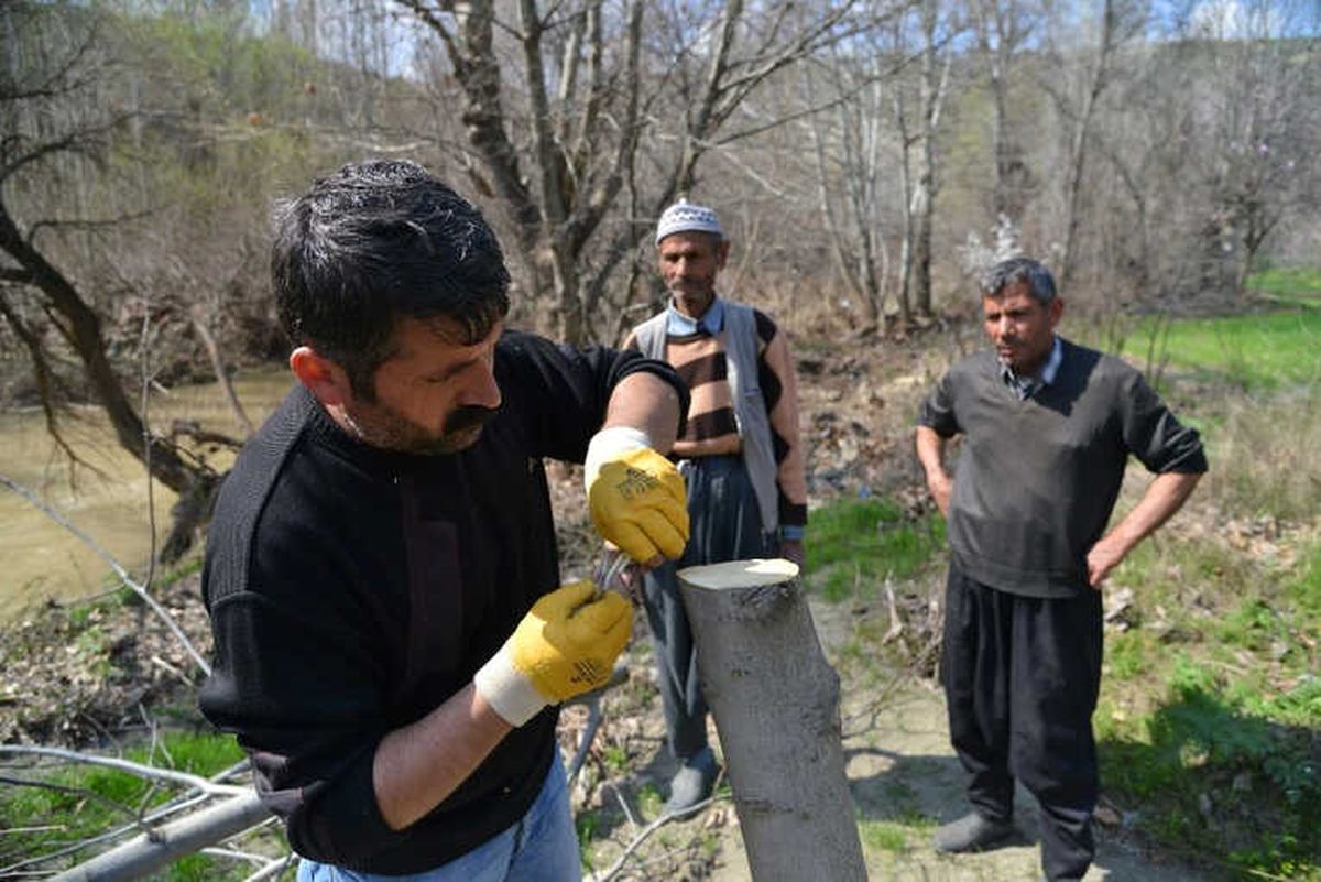 Büyükşehir Belediyesi 7 Bin 700 Meyve Ağacını Aşılayacak