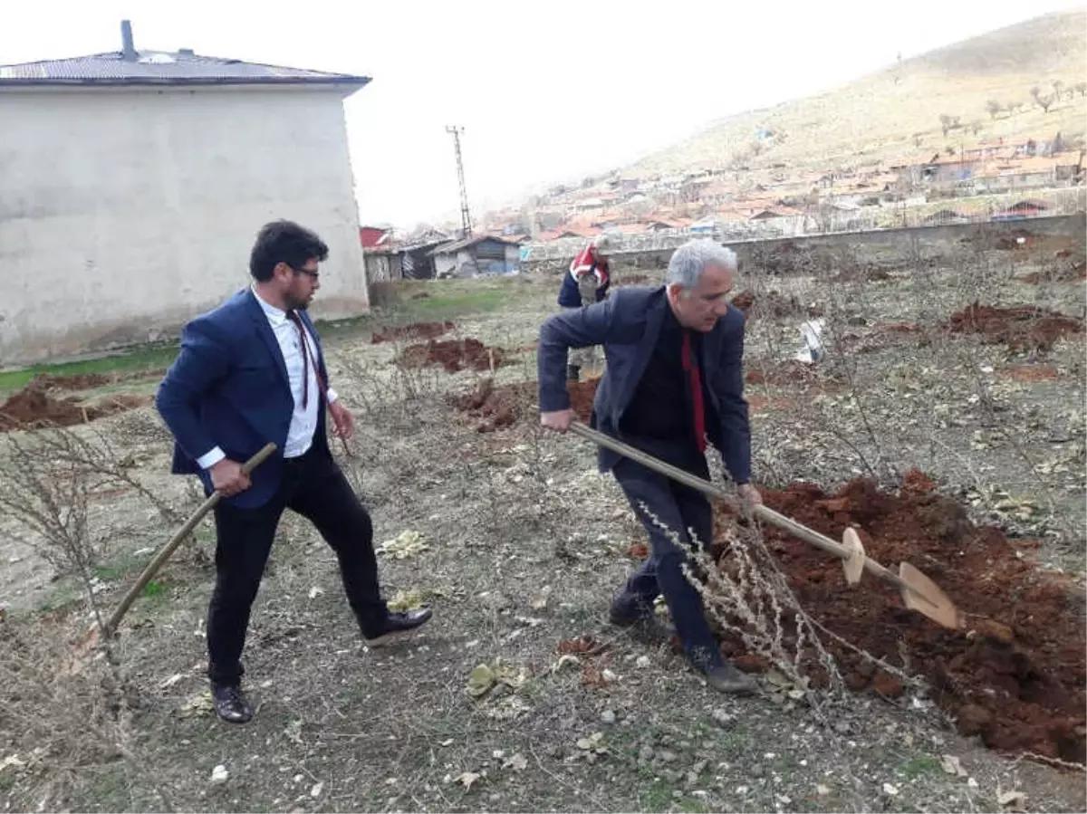 Doğanşehir\'de Yılın İlk Cevizleri Toprakla Buluştu