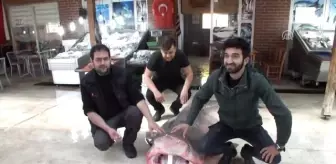 4 Metrelik Köpek Balığı Yakalandı