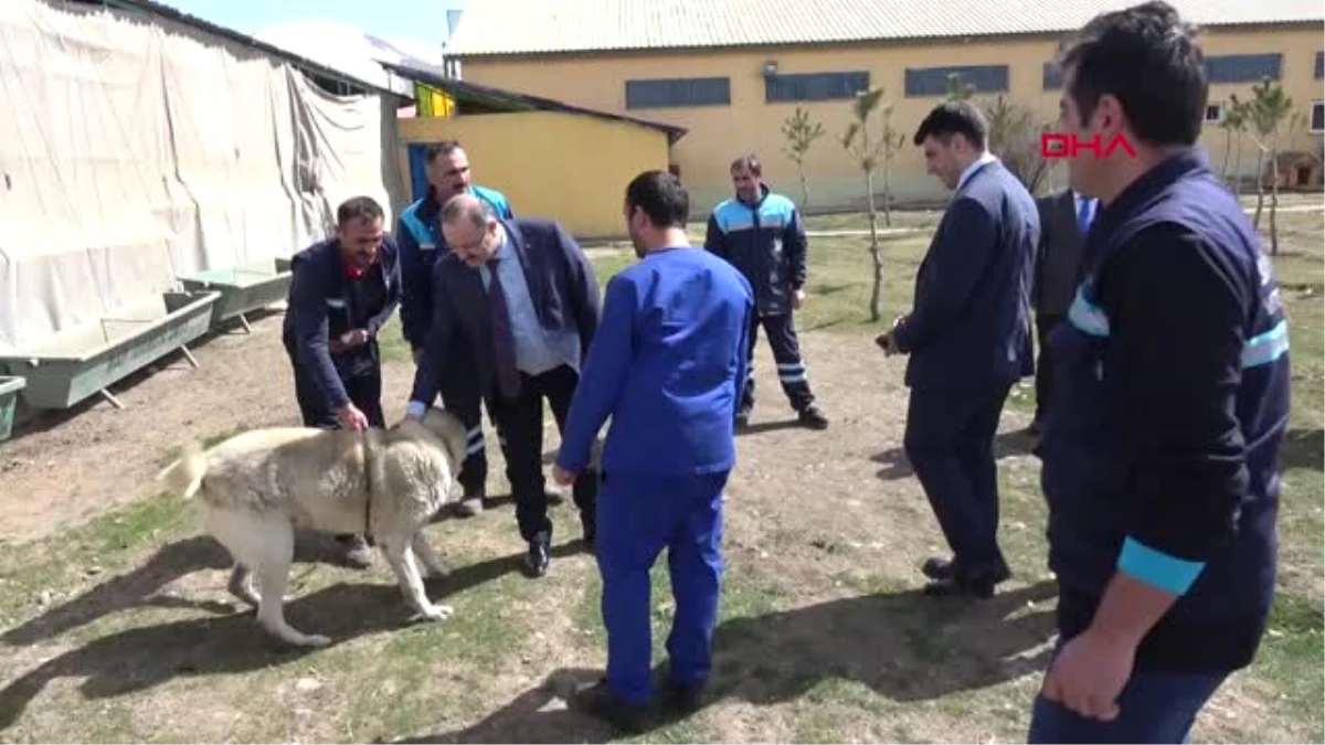 Erzurum-Gözetim Altındaki Düveye Özgürlük Yolu Göründü-Hd