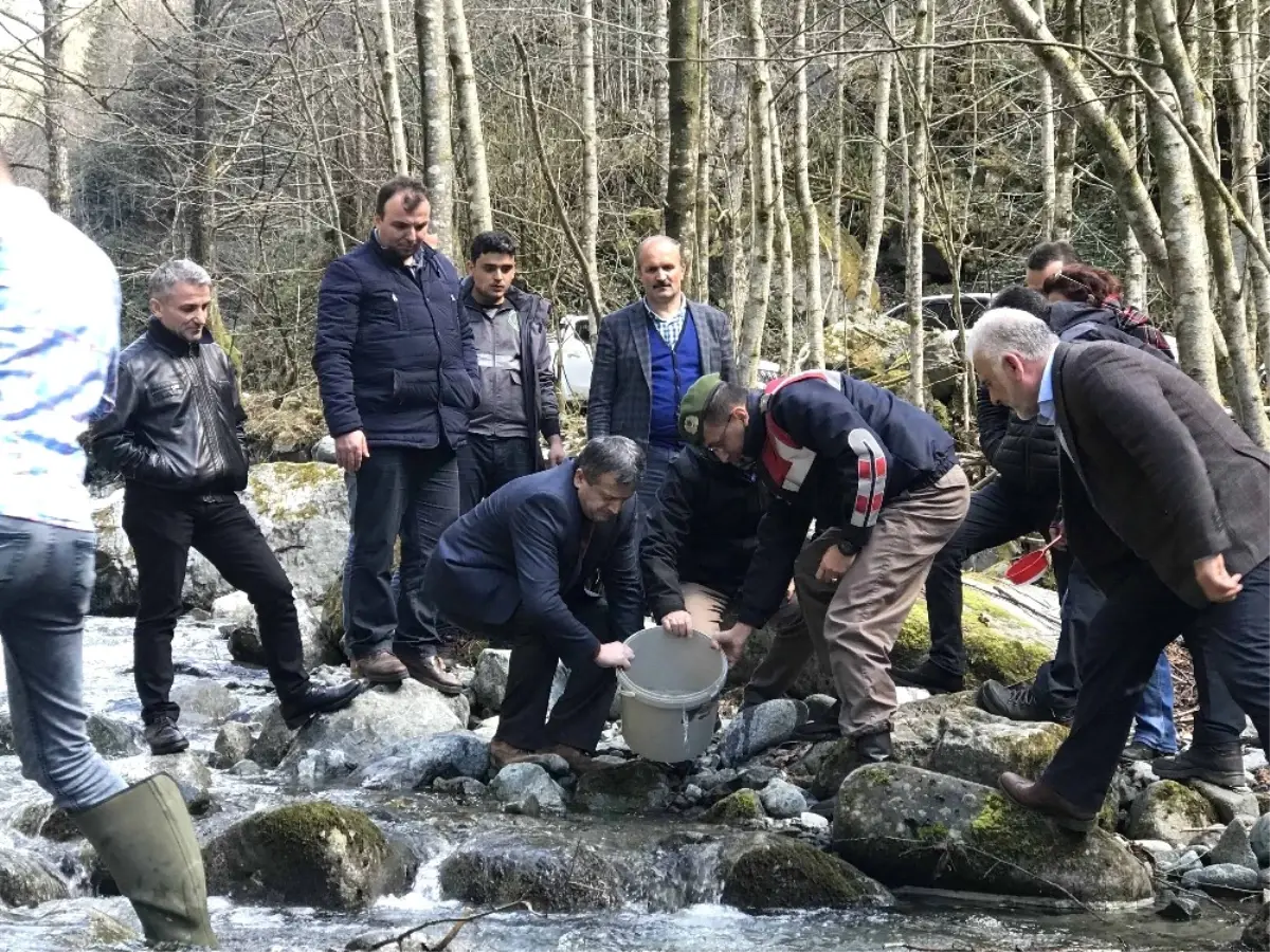 Fırtına Deresine 230 Bin Yavru Alabalık Bırakıldı