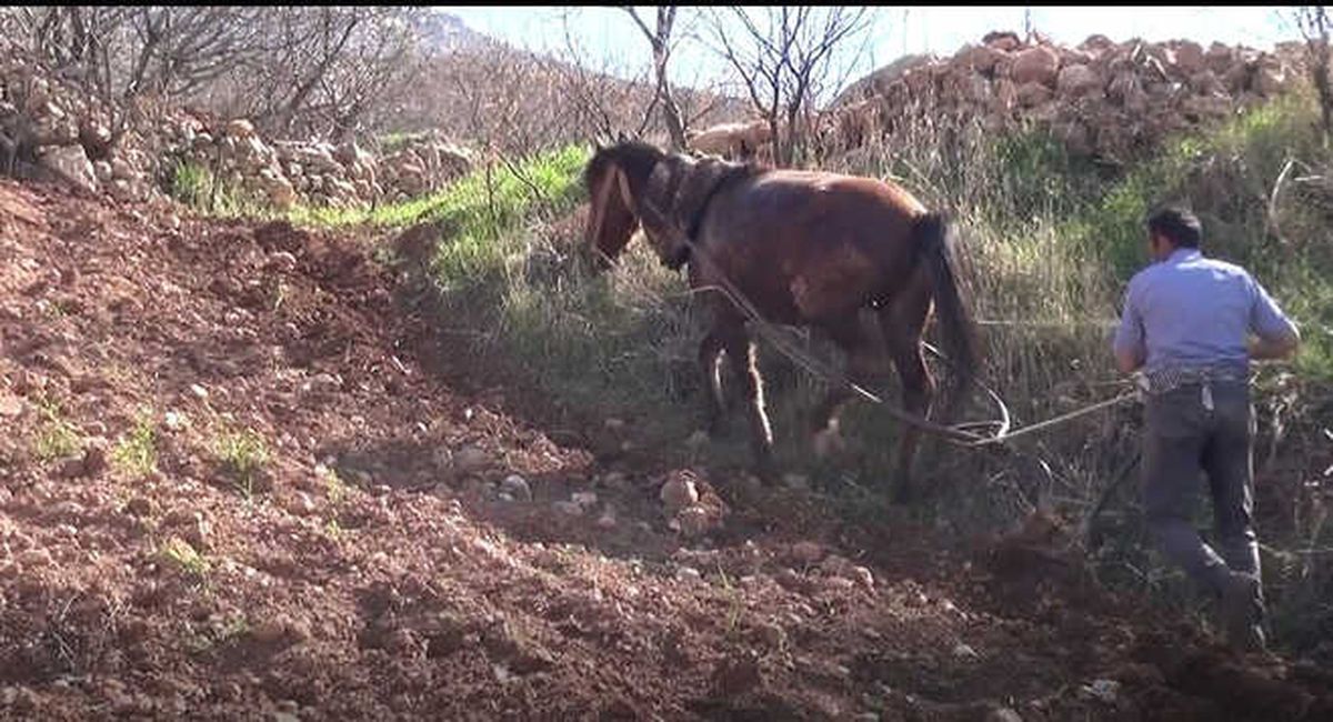 Gercüş\'te Traktörün Girmediği Tarlalar Atla Sürülüyor