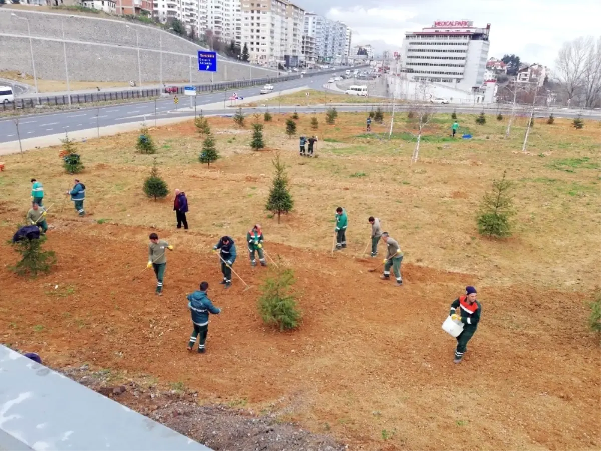 Trabzon\'un Güzelleşmesi İçin 114 Bin 307 Ağaç Dikildi