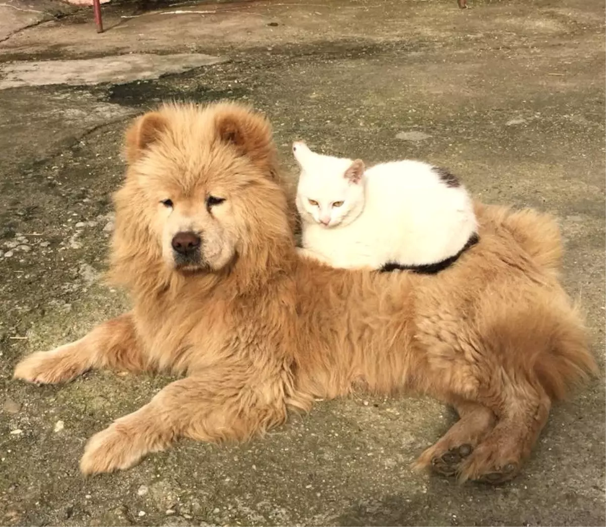 Düşmanlık Yok Dostluk Var