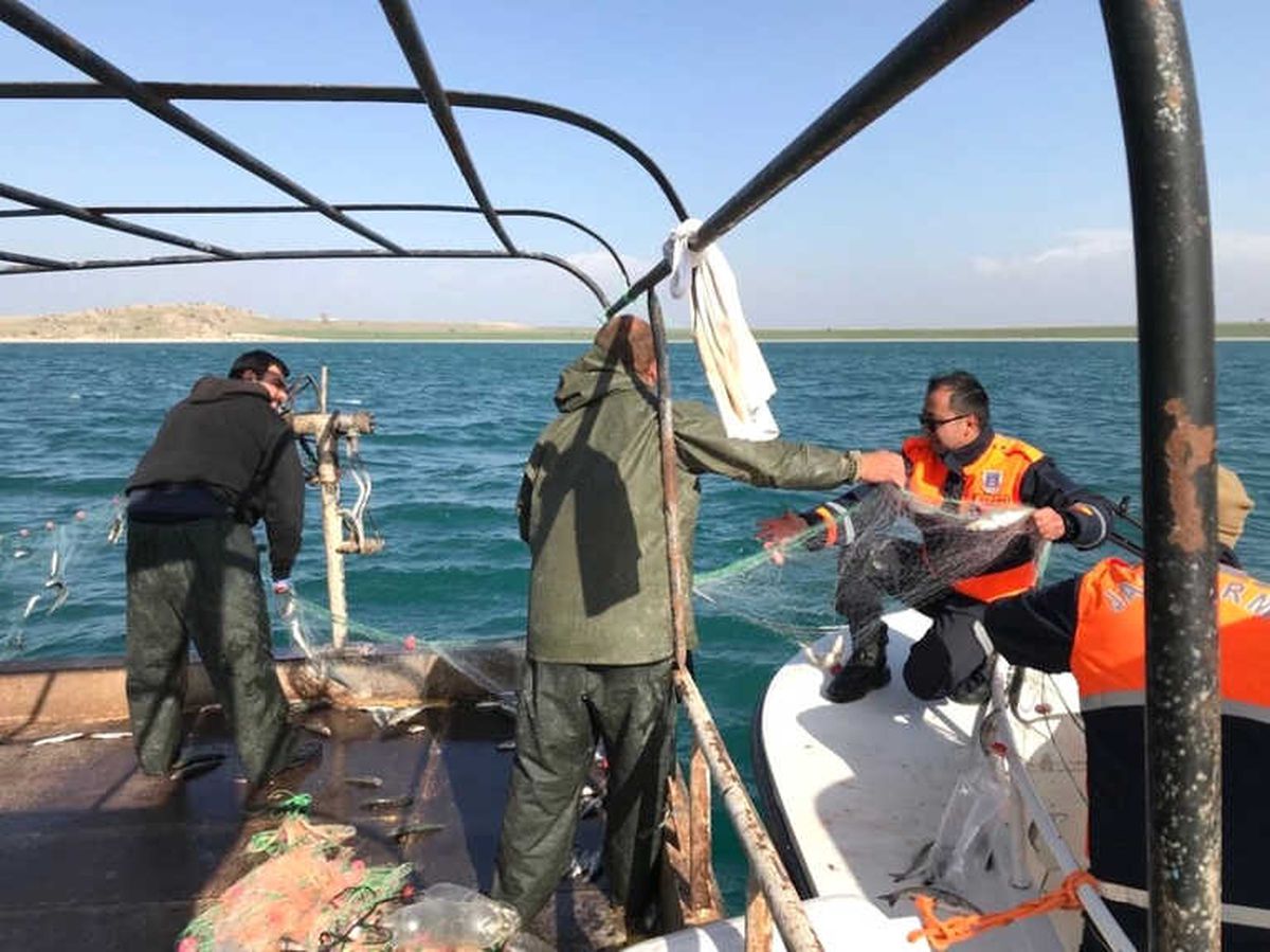 İnci Kefali Balığı, Jandarma Korumasında