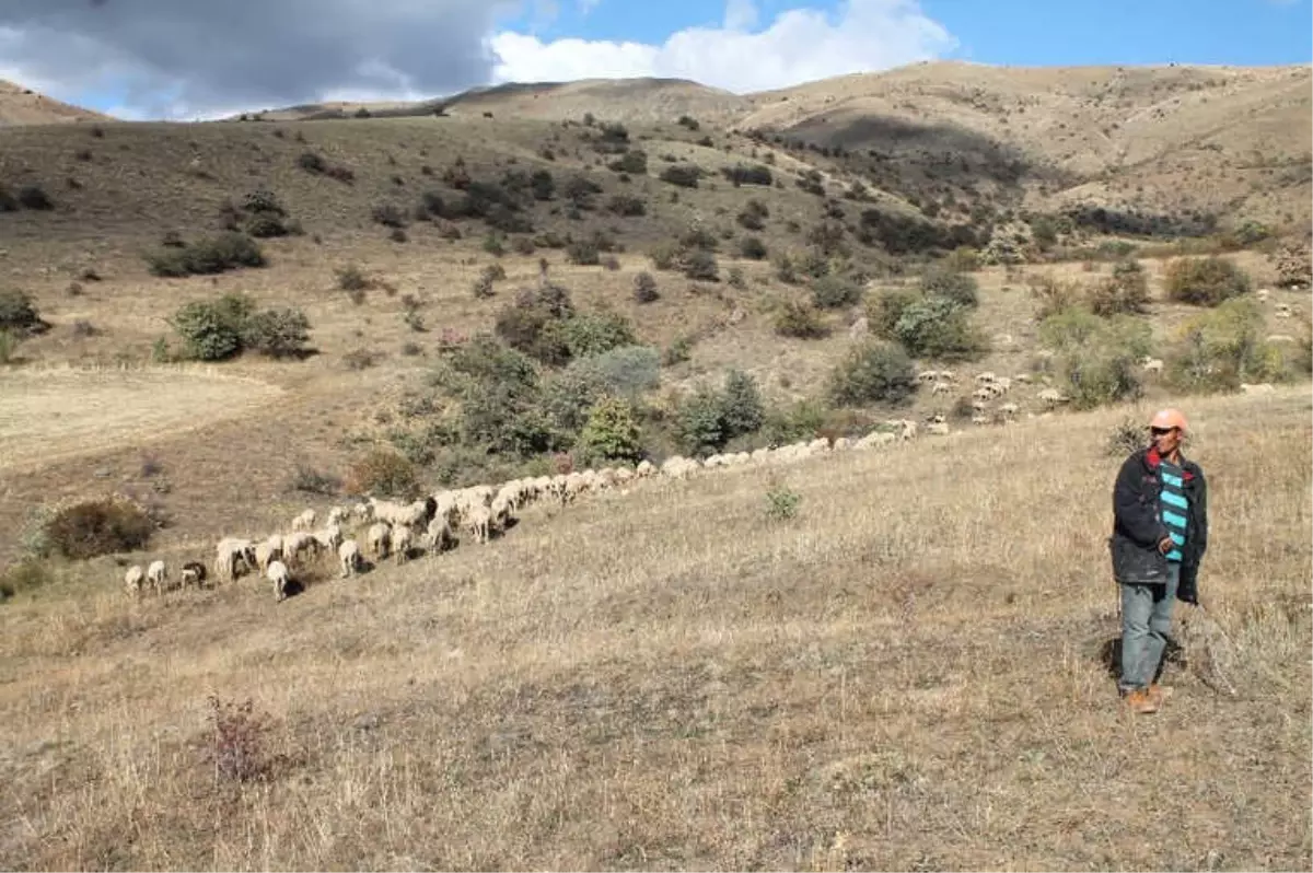 Sürü Yönetimi Elemanı Kursu Açılacak