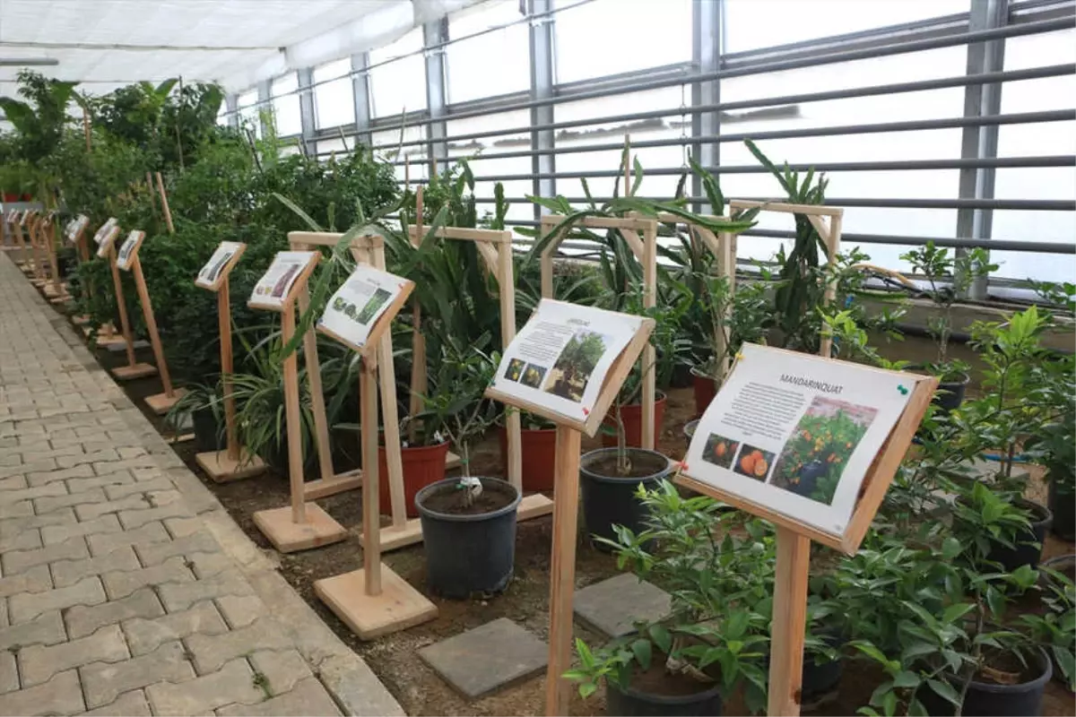 Bolu\'da 51 Çeşit Tropikal Meyve Yetiştiriliyor