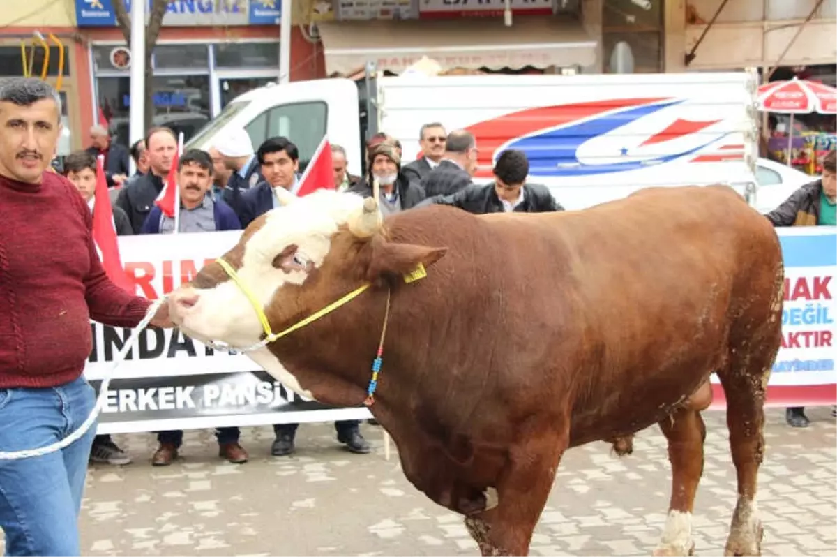 Mehmetçik İçin Alınan Kurbanlıklar Yola Çıktı