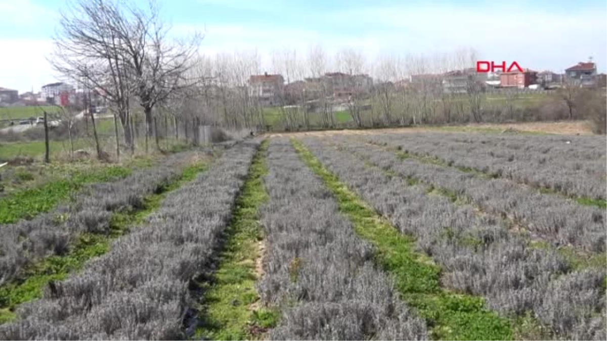 Tekirdağ-Bulgaristan\'dan Gelip, Türkiye\'de Lavanta Tarlası Kurdu