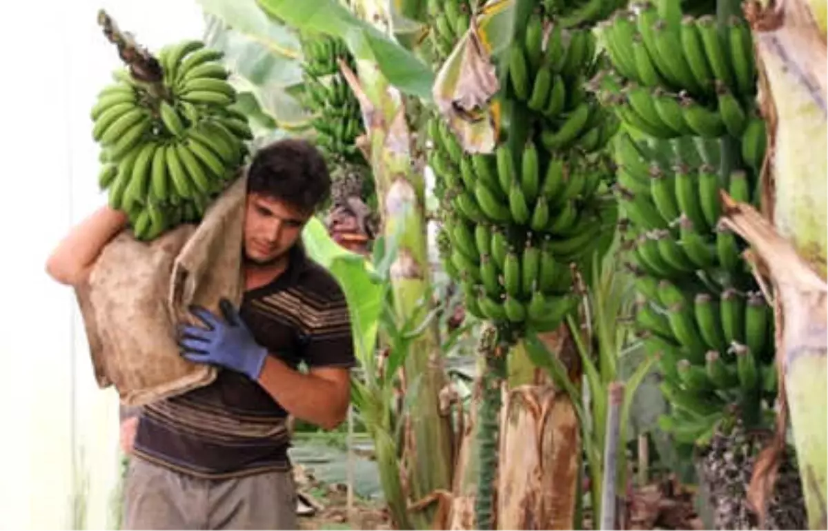 Yüksek Fiyat Limon Üreticisini Muza Yöneltti