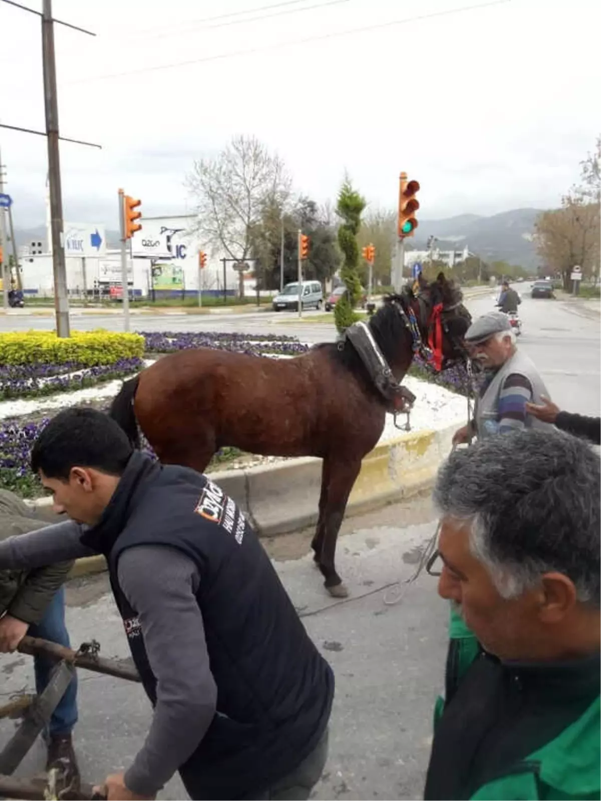 Atın Özgürlük Mücadelesi Böyle Bitti