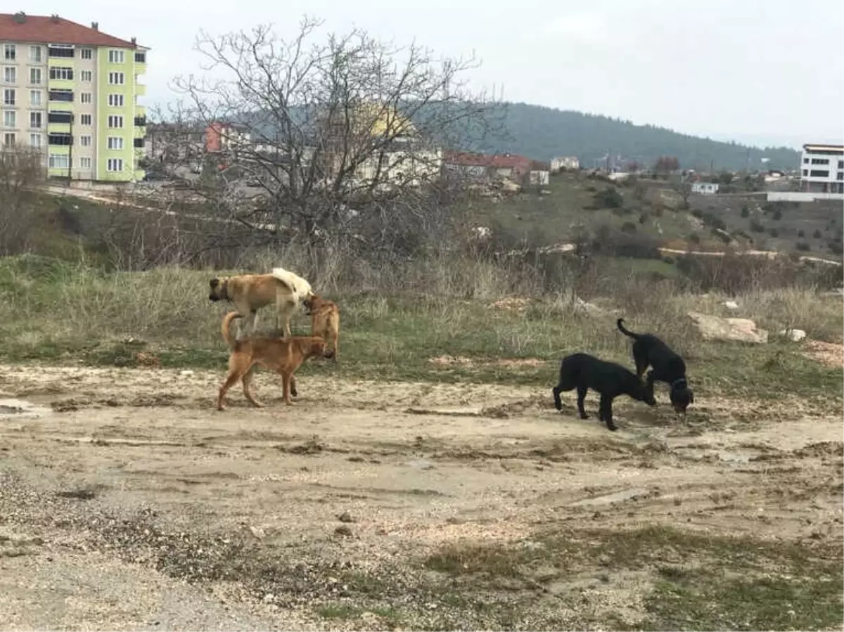 Başıboş Köpeklerden Mahalle Sakinleri Şikayetçi