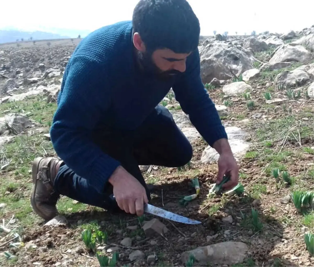 Dağlardan Toplanan \'Gülbahar\' Bitkisi Ekonomik Kazanca Dönüşüyor