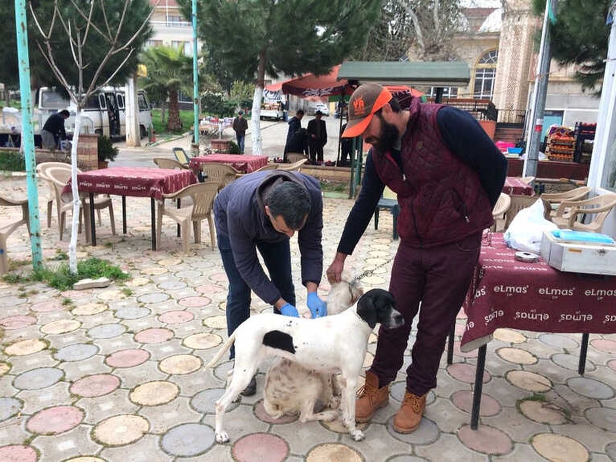 İznik\'te Köpeklere Kuduz Aşısı