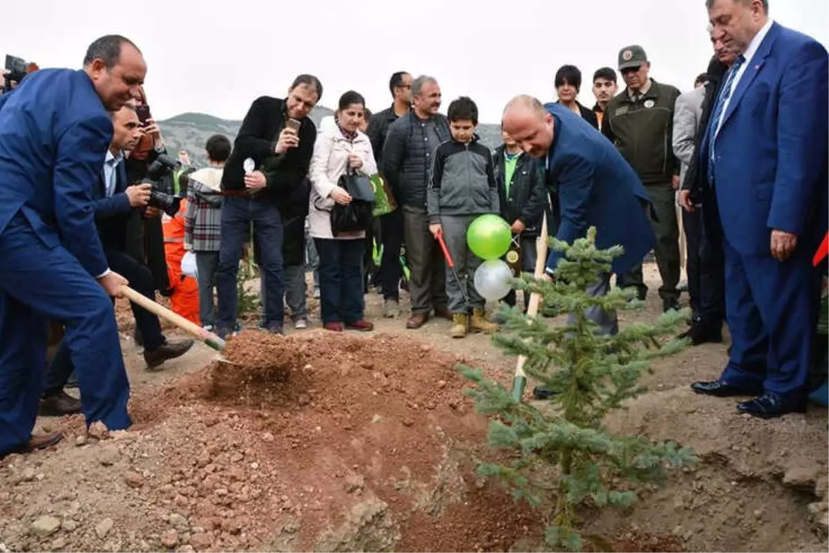 Bölge Müdürü Nane: "Amasya\'da Son 15 Yılda 31,8 Milyon Fidan Dikildi"