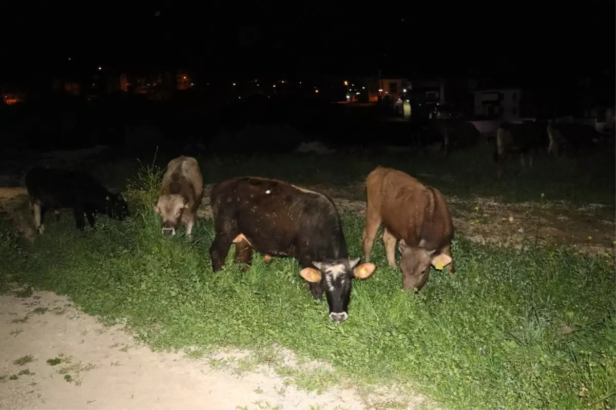 Çoban Uyuya Kaldı İnekler Şehre İndi