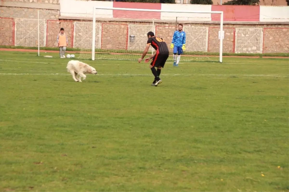 Stadın Kadrolu Köpeği" Yine Görev Başında