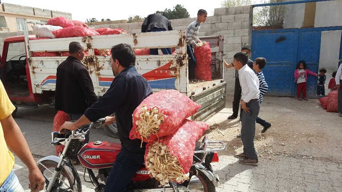 7 Ton Sarımsağı Bedava Dağıttı