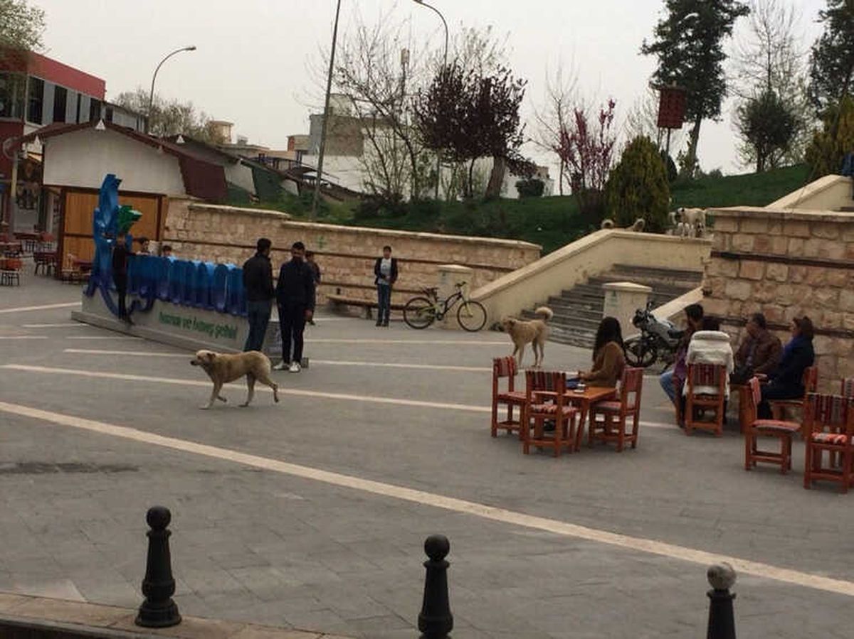 Başıboş Köpekler Vatandaşları Tedirgin Etti