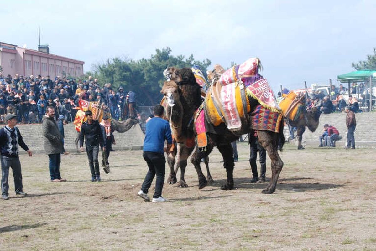 Bayramiç\'te Deve Güreşleri Gerçekleşti