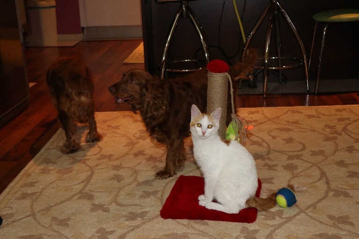 Kedi ve Köpeklerin Dostluğu Görenleri Şaşırtıyor
