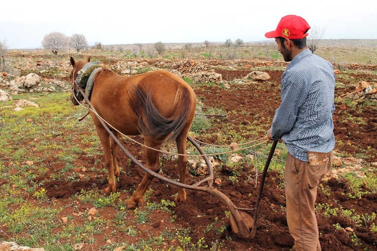 Mazot Fiyatları Artınca Traktörlerin Yerini Hayvanlar Aldı