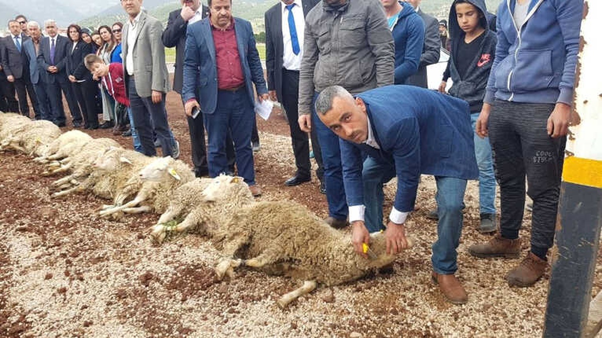 MHP Melikgazi Teşkilatı Zeytin Dalı Zaferi İçin 11 Kurban Kesti