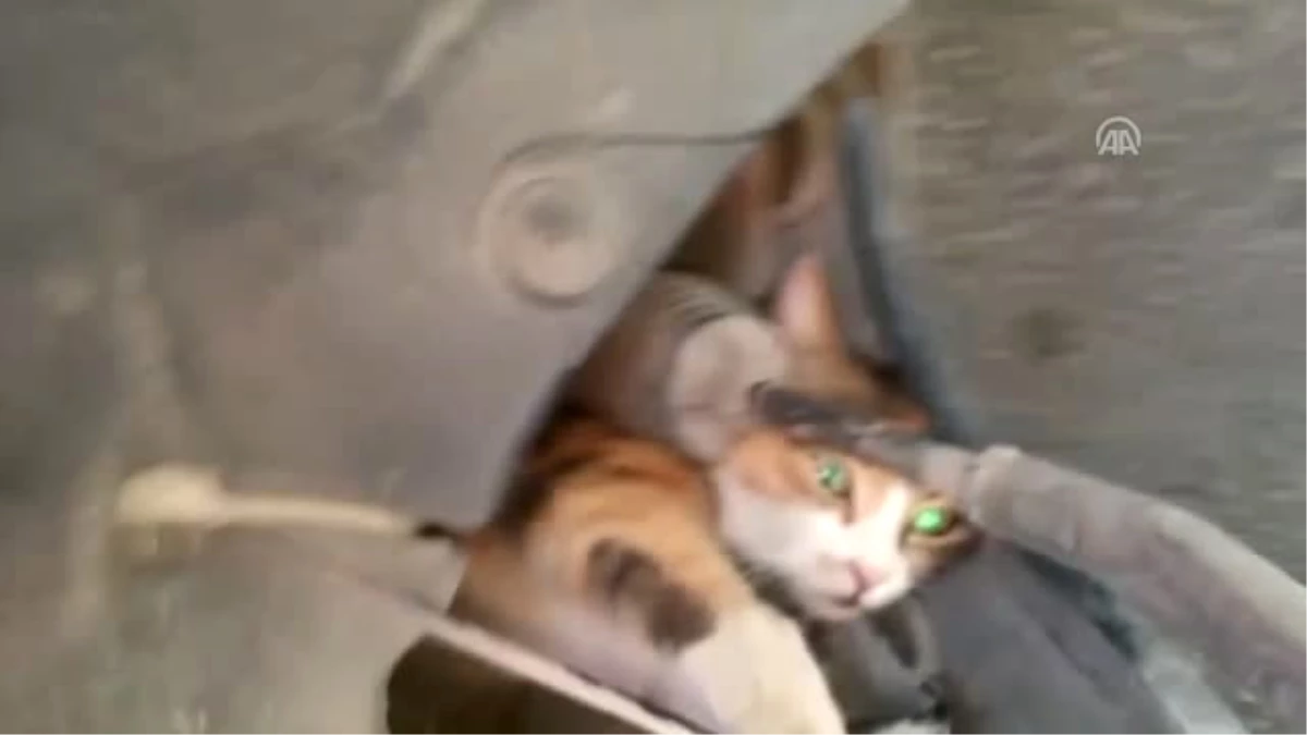 Otomobilde Sıkışan Kediyi İtfaiye Kurtardı