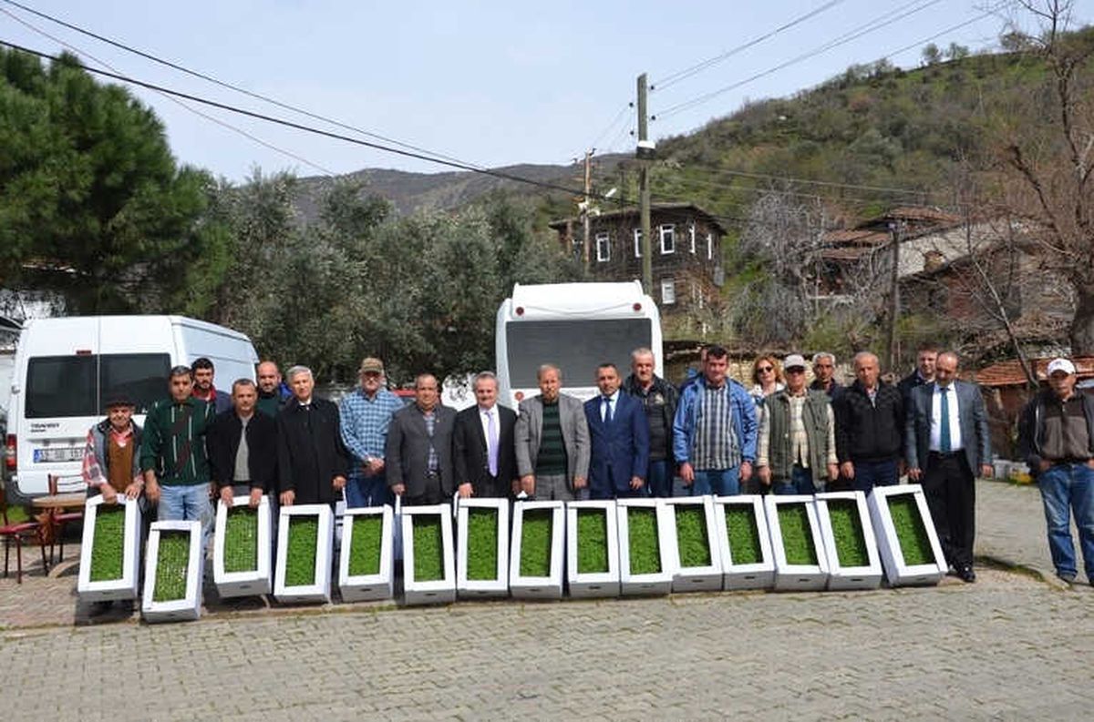 Tekirdağ\'da Adaçayı Tarımı Artıyor
