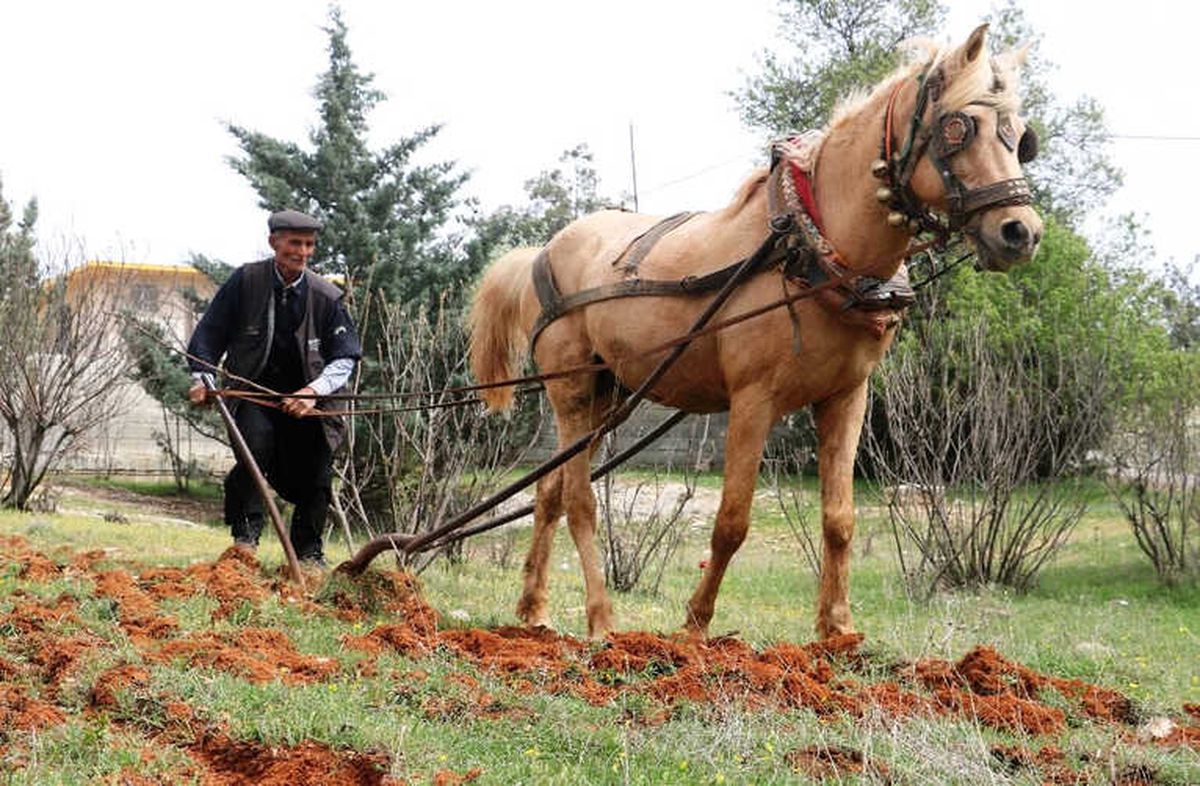 Teknoloji Çağında Karasabanla Geçimini Sağlıyor