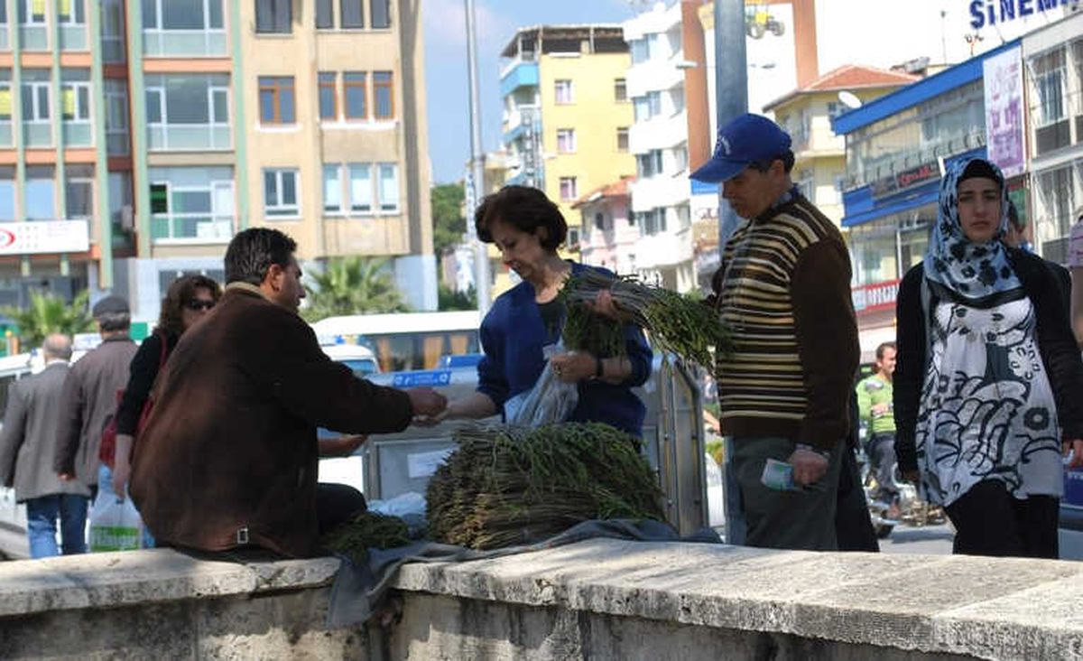 Aydın\'da Kedirgen Otu Garibana İş, Zengine AŞ Oldu