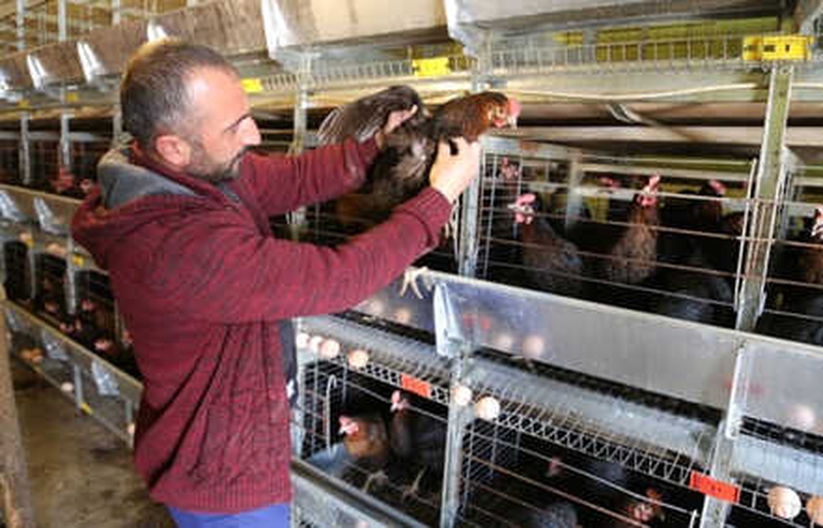 Çadırda Ürettiği Yumurtaları Türkiye\'ye Pazarlıyor