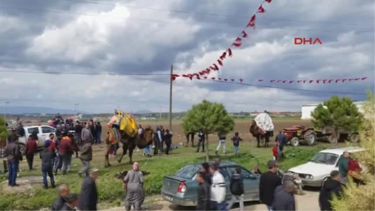 Manisa-Kaçan Develer Korkuttu