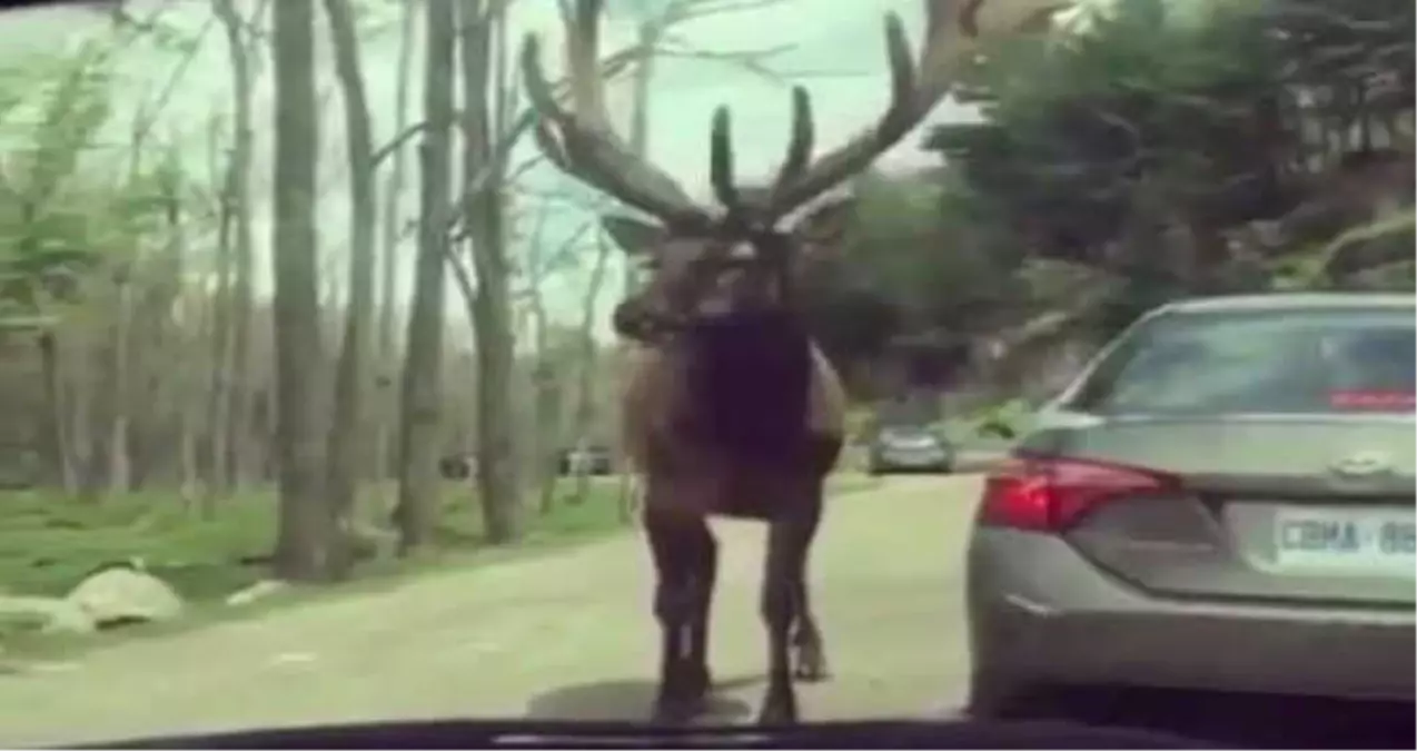 Aç Kalan Yaban Geyiği Otoyola İnip Sürücülerden Yemek İstedi