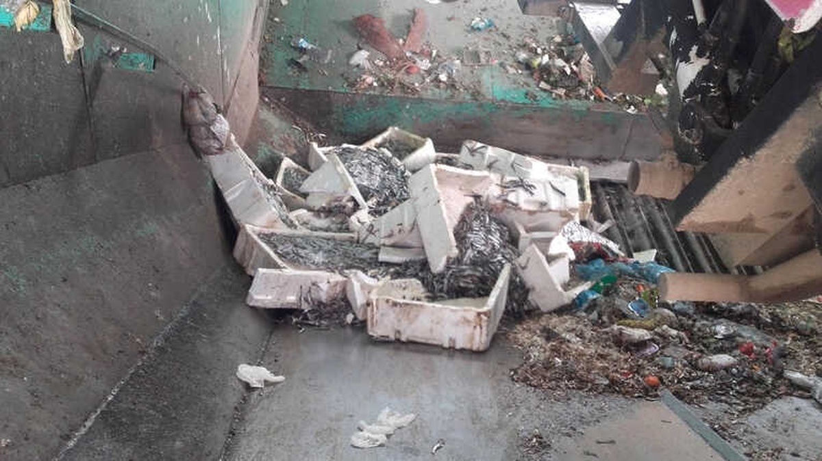 Alanya\'da 400 Kilo Bozuk Balık Ele Geçirildi