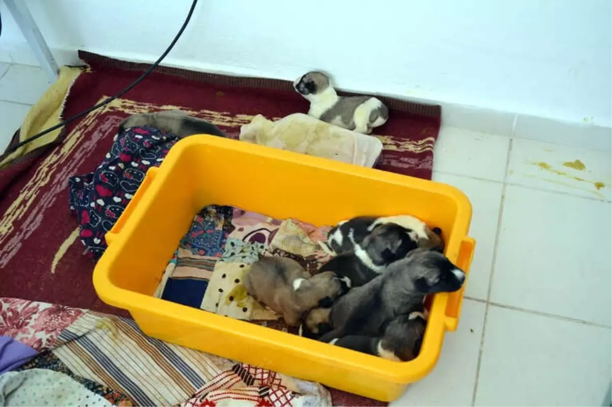 Annesiz Kalan 10 Yavru Köpeğe Bakıyor