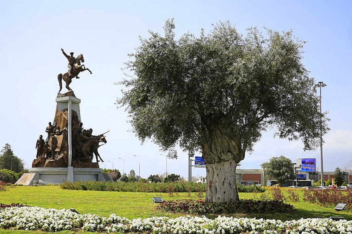 Antalya\'nın Kavşaklarına Barışın Simgesi Zeytin Ağacı