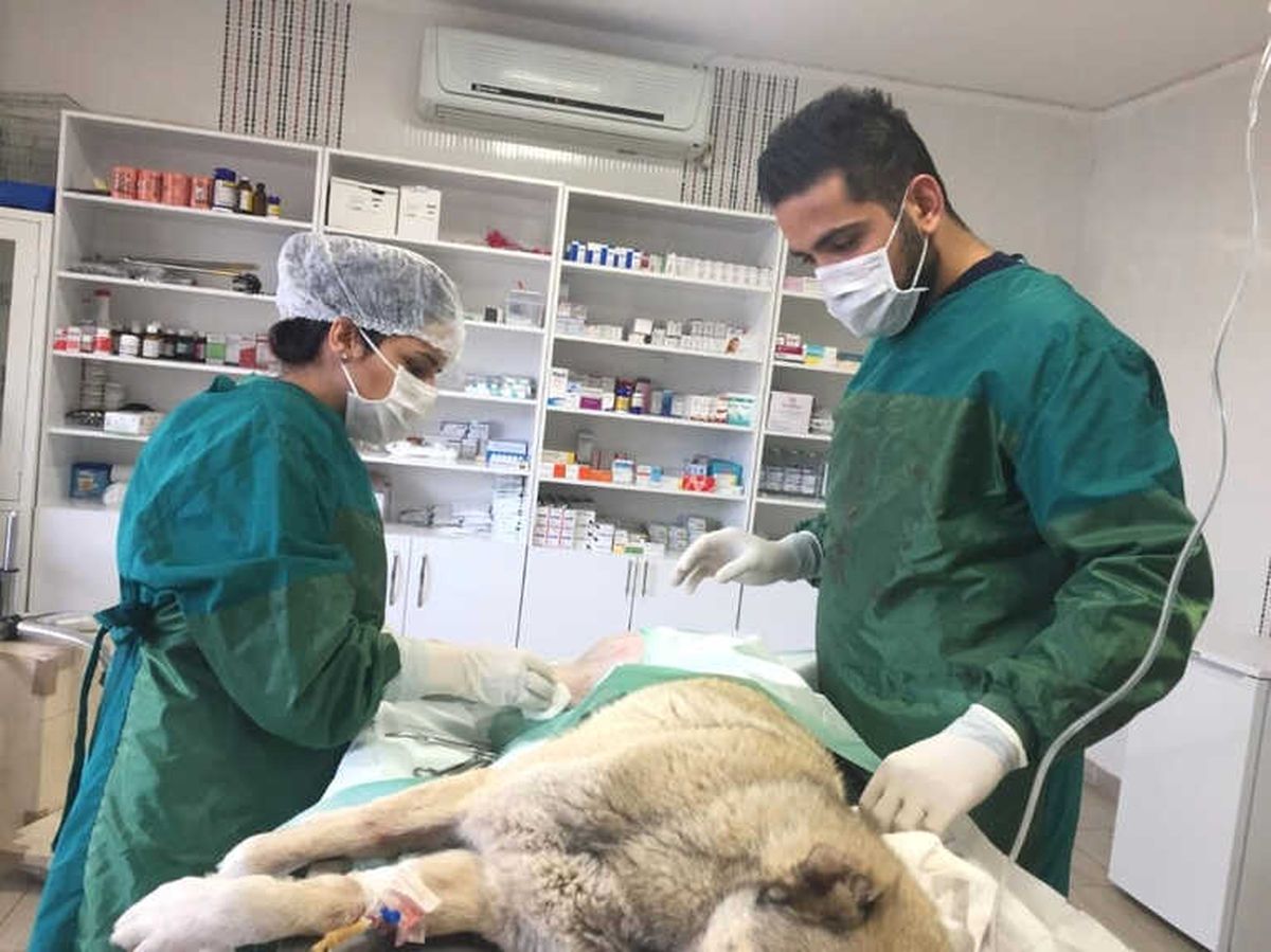 Bacağı Kırılan Köpek Ameliyata Alındı